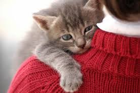 No asking for upvotes (in any form), no cake day posts, and no posts to communicate with another redditor. National Hugging Day Should You Hug Your Pets Or Not Animal Rescue Professionals Association