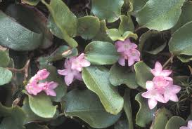 Image result for Aeollanthus repens