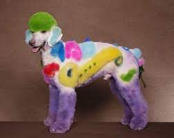 Strange Poodle Haircuts Pictures Dog Grooming Dog Hair Poodle Haircut