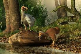 These 10 Birds Went Extinct Thanks To Humans And Cats In 2020 Rare Animals Birds Drinking Weird Animals