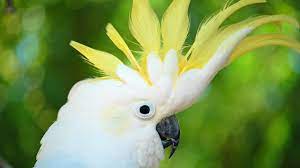 Once you know what sound all letters make it becomes much easier to spell names like bird. How To Take Care Of A Cockatoo Pet Bird Youtube