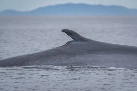 Gopro footage shot on an 11 day whale watching trip with mark carwardine. Baja California In Mexiko Whale Watching Der Extraklasse