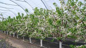 The banana trees are mostly demanded in india during winter seasons. Nys Cherry Growers Could Harvest Sweet Profits With Tall Greenhouses Cornell Chronicle