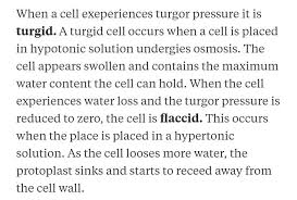Check spelling or type a new query. Difrence Between Turgid And Flaccid Cell Brainly In