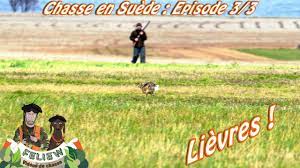 Les chasses au trésor sont amusantes, interactives et créatives et vous pouvez les adapter pour les enfants de différents âges. Chasse En Suede Episode 3 Chasse Au Lievre Reves De Chasse