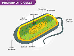 To be able to describe and explain how a structure is adapted to its perform its functions is an important skill in life sciences, especially if learners carry on with the subject in gr. Prokaryotic Cells Definition Structure Characteristics And Examples
