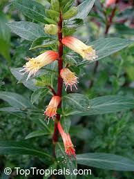 Image result for Cuphea micropetala
