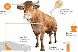 The Unusual Uses For Animal Body Parts Bbc News