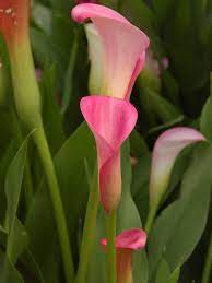 Zantedeschia Rehmannii Pink Calla Lily World Of Flowering Plants Zantedeschia Calla Lily Calla Lily Flowers