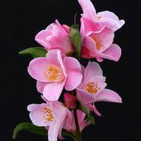 Most Fragrant Camellias Flowers Flower Lover Fragrant Garden