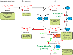 Image result for Homocystinuria