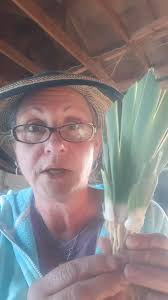 How you know it's time divide and what's a mother and baby rhizome....