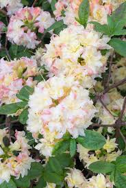 Rhododendron Cannon S Double Azalea Plant Flower Stock Photography Gardenphotos Com Flower Stock Photography Pink Flower Photos Flower Photos