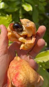 Image result for Blighia