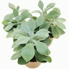 Image result for Senecio greenwayi