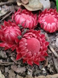 Image result for Thonningia