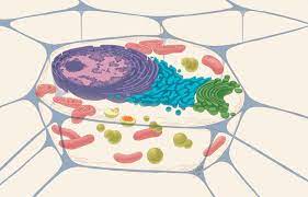 For example, in plants, the. Fuelling Cell Division Elife Science Digests Elife