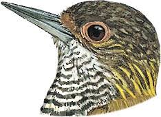 Image result for Vigna kirkii