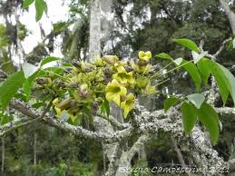 Image result for Cybistax antisyphilitica