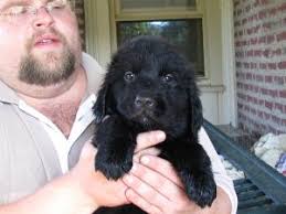 Newfoundland puppies for sale select a breed. Newfoundland Puppies For Sale