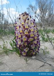 Image result for Cistanche