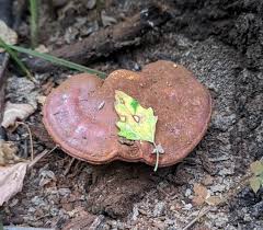 Image result for Ganoderma curtisii