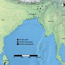 Image result for Pavetta sp. I