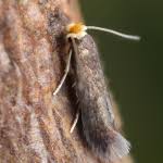 Image result for Stigmella roborella