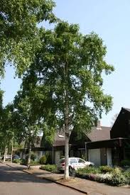 Image result for Kirkiaceae