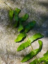 Image result for Ampelopteris