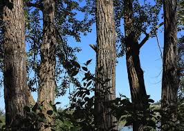 Find out information about balsam poplar. Old Balsam Poplar Trees Greeting Card For Sale By Jim Sauchyn