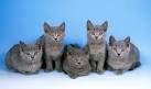 5 Things to Know About Chartreux Cats - Petful