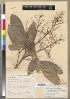 Image result for Vepris renieri