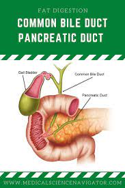 The Common Bile Duct Joins The Pancreatic Duct As They Enter The Duodenum To Deliver Molecules Needed For Di Gastrointestinal System Gastrointestinal Bile Duct