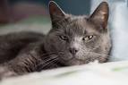 How to Tell the Difference in a Russian Blue Cat From a ...