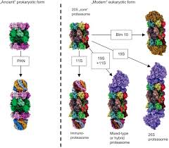 Feb 09, 2018 · *some can be used to search for all keywords that end with the phrase 'some' (e.g., bbsome, exosome, nucleosome, proteasome). The Proteasome And The Degradation Of Oxidized Proteins Part I Structure Of Proteasomes Sciencedirect
