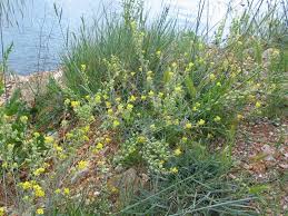 Image result for Aurinia