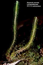 Image result for Huperzia bampsiana