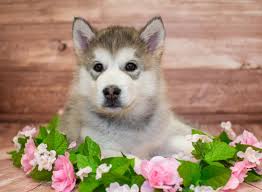 Alaskan malamutes for sale in colorado alaskan malamutes in colorado. Alaskan Malamute Puppies Pet City Pet Shops