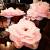 Kindergarten Easy Tissue Paper Flower