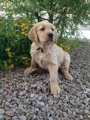 Stud services available to approved females. Puppyfinder Com Golden Retriever Puppies Puppies For Sale Near Me In Tucson Arizona Usa Page 1 Displays 10