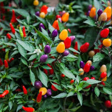 The bolivian rainbow pepper is a beautiful rainbow variety of chili peppers that will a pop of color to any garden or dish. Bolivian Rainbow Pepper Certified Seeds Shopee Philippines