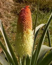 Image result for Kniphofia princeae