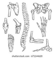 All of your bones, except for one (the hyoid bone in your neck), form a joint with another bone. Human Joints Body Parts Bones Sketch Stock Vector Royalty Free 671144620