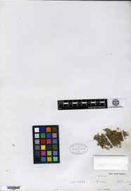 Image result for Linderniella wilmsii