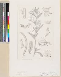 Image result for Aeschynomene schimperi