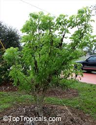 Image result for Steganotaenia