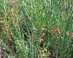 Image result for Osyris