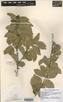 Image result for Turraea robusta