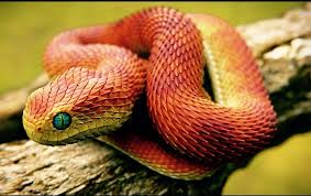 Is Dis A Snake Yes Dis Is Snake Animals Wall Calendar